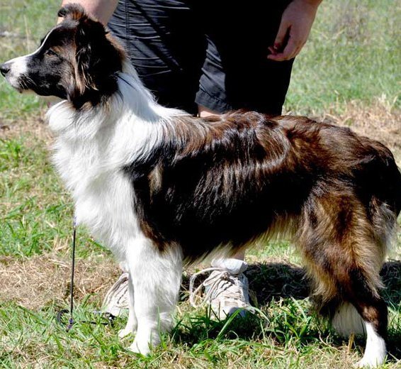 seal merle border collie