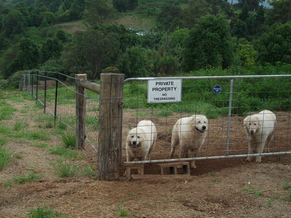 Acreage Fencing Ideas - General Dog Discussion - Dogz Online Forums