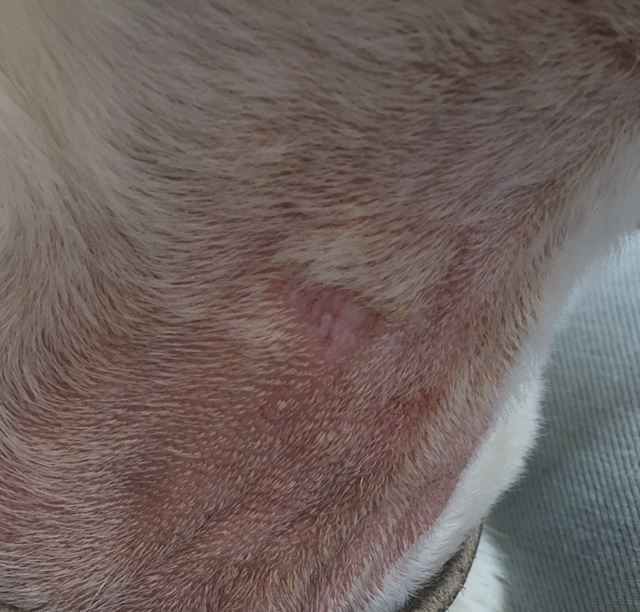 Are These Neck Scars Consistant With Shock Collaruse? - General Dog ...