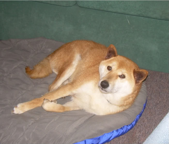 Shiba Inu General Dog Discussion Dogz Online Forums