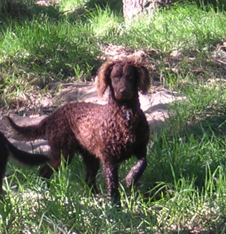 murray river curly coated retriever pups for sale gumtree